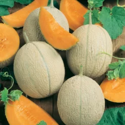 Hearts Of Gold Melon Seeds (Organic) -Grow Organic Sales Shop 150 melon hearts of gold web