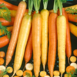Culinary Mix Carrot Seeds (Organic) 5 Culinary Mix Carrot Seeds (Organic) -Grow Organic Sales Shop 2000 carrot culinary blend web