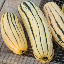 Organic Squash, Winter Delicata (1 Oz) -Grow Organic Sales Shop 20121002 0172 1