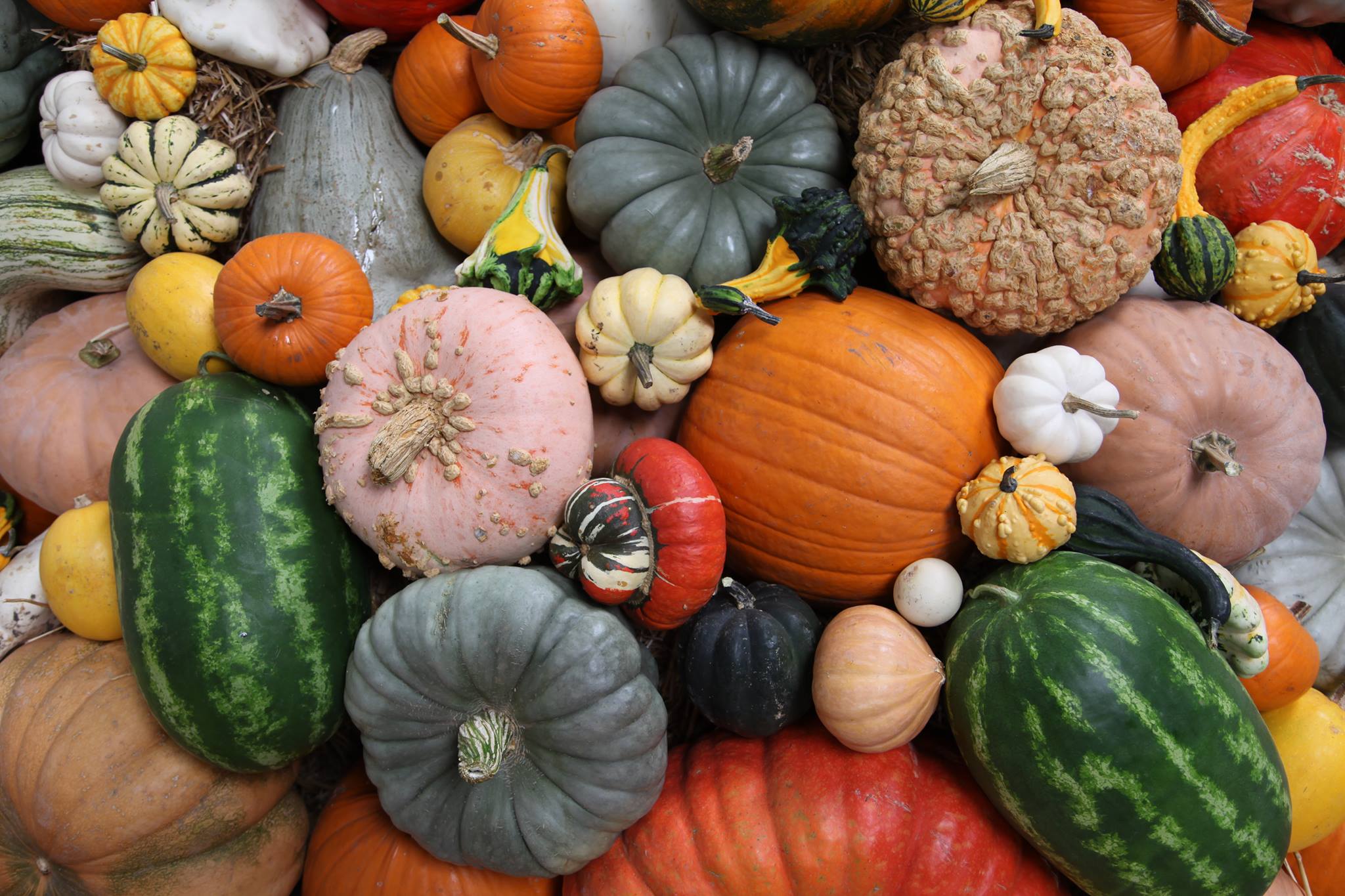 Grow Organic Sales Shop -Grow Organic Sales Shop 22220028 10155830590893331 4507707698851948586 o