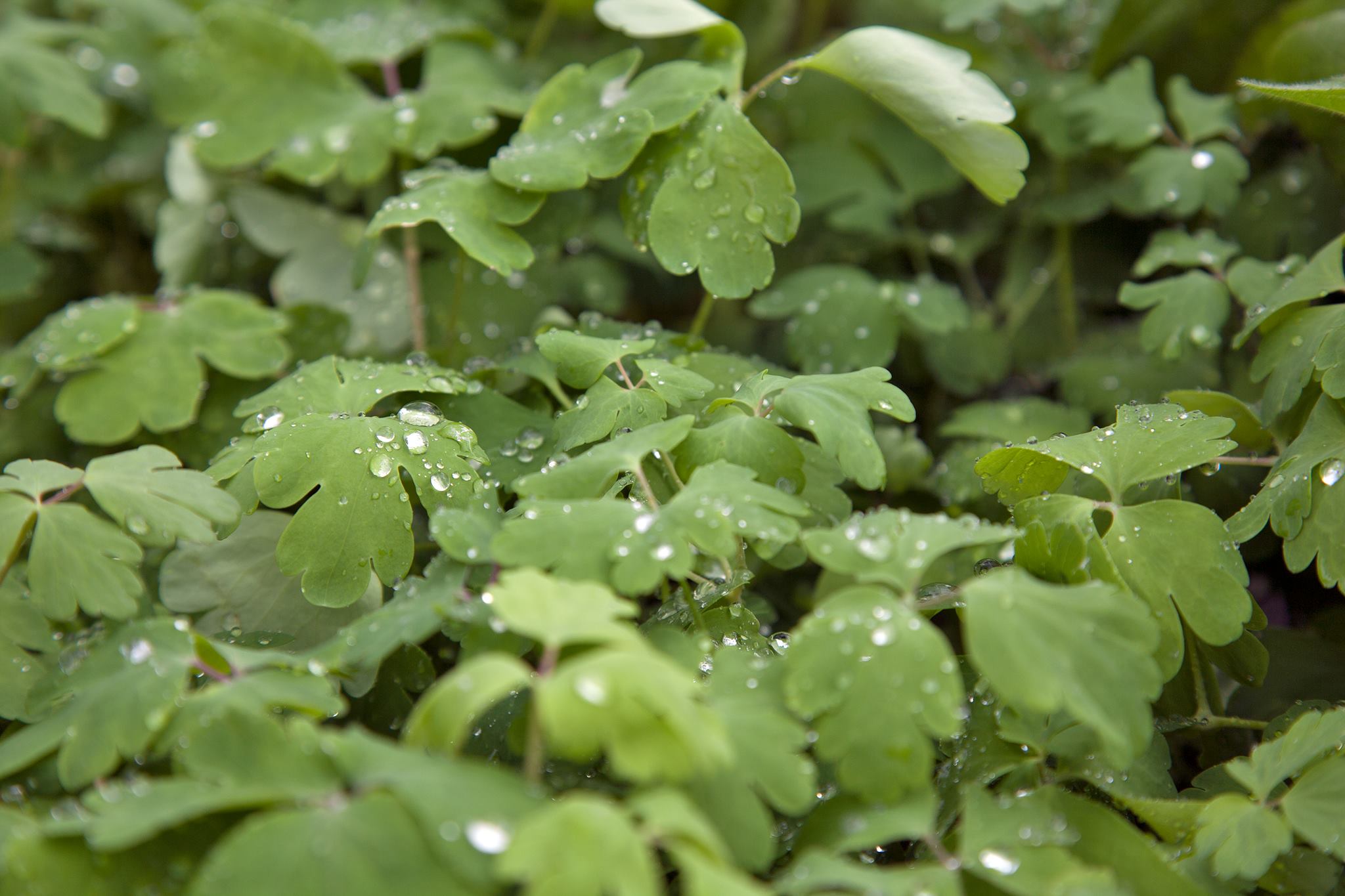 Grow Organic Sales Shop -Grow Organic Sales Shop 26841032 10156111602208331 4091583590157647518 o