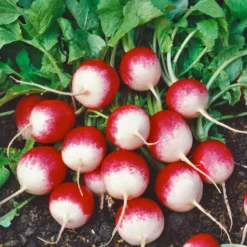 Sparkler Radish Seeds (Organic) 5 Sparkler Radish Seeds (Organic) -Grow Organic Sales Shop 280 radish sparkler web