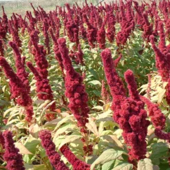 Red Amaranth Greens Seeds (Organic) -Grow Organic Sales Shop 4290221 amaranthus elephant head amaranthus gangeticus