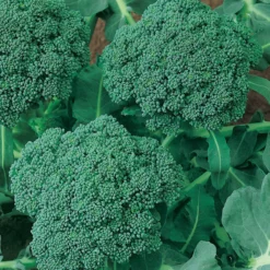 Calabrese Broccoli Seeds (Organic) -Grow Organic Sales Shop 510 broccoli green sprouting calabrese2 web