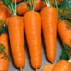 Chantenay Carrot Seeds (Organic) -Grow Organic Sales Shop 544 carrot chantenay web
