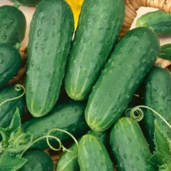 Homemade Pickles Cucumber Seeds (Organic) -Grow Organic Sales Shop 58 cucumber homemade pickles web