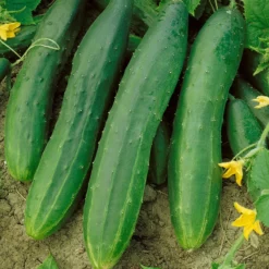 Straight Eight Cucumber Seeds (Organic) -Grow Organic Sales Shop 63 cucumber straight eight web