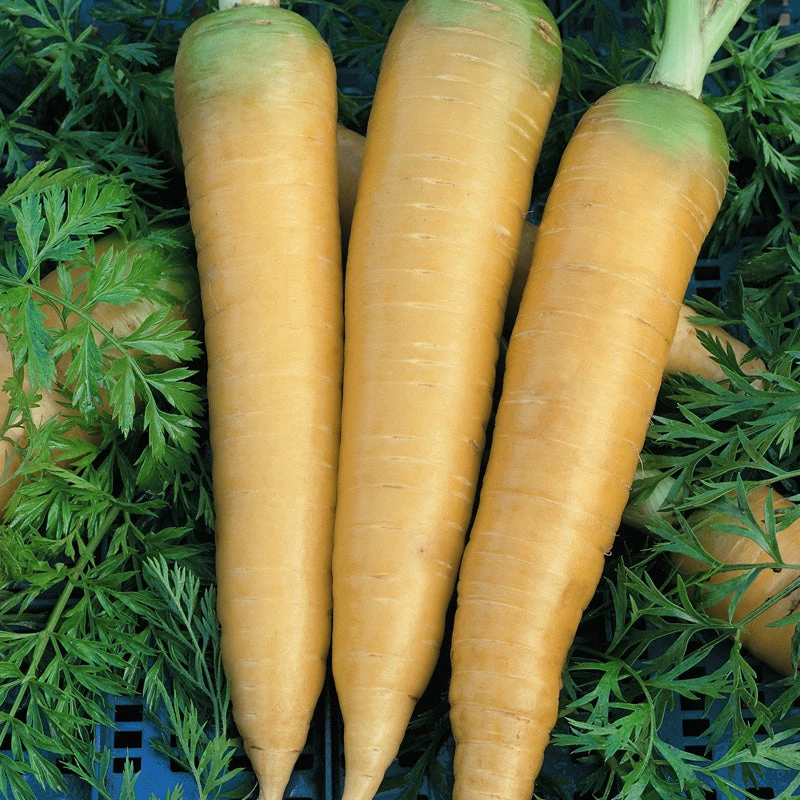 Solar Yellow Carrot Seeds (Organic) 3 Solar Yellow Carrot Seeds (Organic) - Image 3