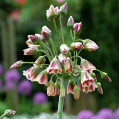 Nectaroscordum (Allium Siculum) (Pack Of 15)