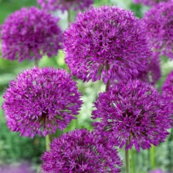 Bee Bulb Collection - Purple (Pack Of 50) -Grow Organic Sales Shop Allium Purple Sensation