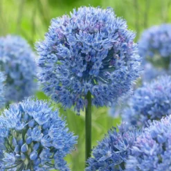 Bee Bulb Collection - Blue (Pack Of 50) -Grow Organic Sales Shop Allium caeruleum