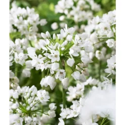 Bee Bulb Collection - White (Pack Of 50) -Grow Organic Sales Shop Allium neapolitanum