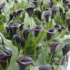 Zantedeschia (Calla Lily) Dubai Nights (Pack Of 1)