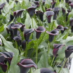 Zantedeschia (Calla Lily) Dubai Nights (Pack Of 1)