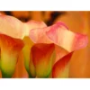 Zantedeschia (Calla Lily) Lady Marmalade (Pack Of 1)