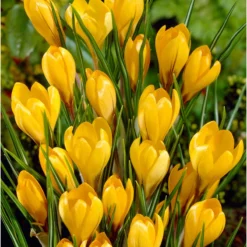 Bee Bulb Collection - Yellow (Pack Of 50) -Grow Organic Sales Shop Crocus Golden Yellow