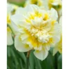 "Ice King" Double Daffodil Bulbs (Pack Of 5)