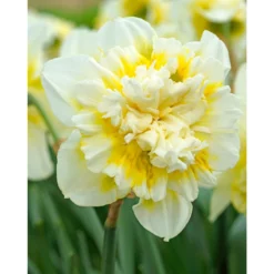 "Ice King" Double Daffodil Bulbs (Pack Of 5)