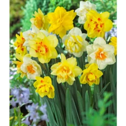 Double Daffodil Bulb Mix (Pack Of 12)