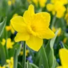 "Dutch Master" Daffodil Bulbs (Pack Of 15)