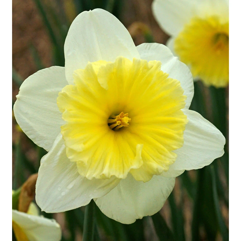"Ice Follies" Large Cup Daffodil Bulbs (Pack Of 15) 1 "Ice Follies" Large Cup Daffodil Bulbs (Pack Of 15)
