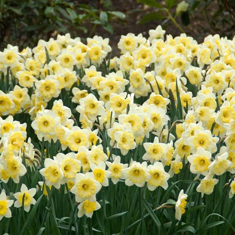 "Ice Follies" Large Cup Daffodil Bulbs (Pack Of 15) 2 "Ice Follies" Large Cup Daffodil Bulbs (Pack Of 15) - Image 2