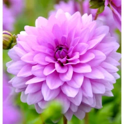 Dahlia Decorative Blue Boy (Pack Of 2)