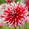 Dahlia Cactus Friquolet (Pack Of 2)
