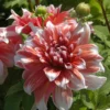Dahlia Dinner Plate Frost Nip (Pack Of 2)