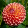 Dahlia Ball Flowering Jowey Nicky (Pack Of 2)