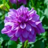 Dahlia Dinner Plate Lilac Time (Pack Of 2)