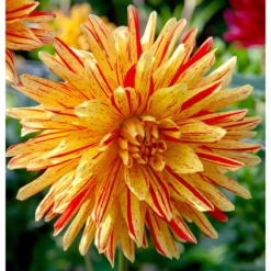 Dahlia Semi Cactus Striped Vulcan (Pack Of 2)