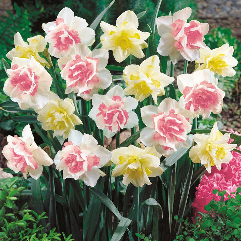 Double Duo Daffodil Bulb Mix (Pack Of 15) 1 Double Duo Daffodil Bulb Mix (Pack Of 15)