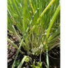 Egyptian Walking Onion (2 Oz)