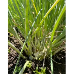 Egyptian Walking Onion (6 Oz) -Grow Organic Sales Shop Egyptian walking onion clump b5350d37 8aa2 438a a9d3 0dbf62d8dea9