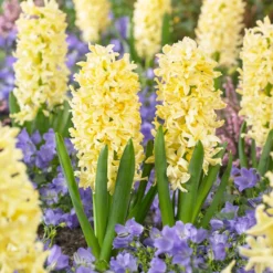 Bee Bulb Collection - Yellow (Pack Of 50) -Grow Organic Sales Shop Hyacinthus Gipsy Princess