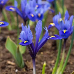 "Harmony" Dwarf Iris Bulbs (Pack Of 20)