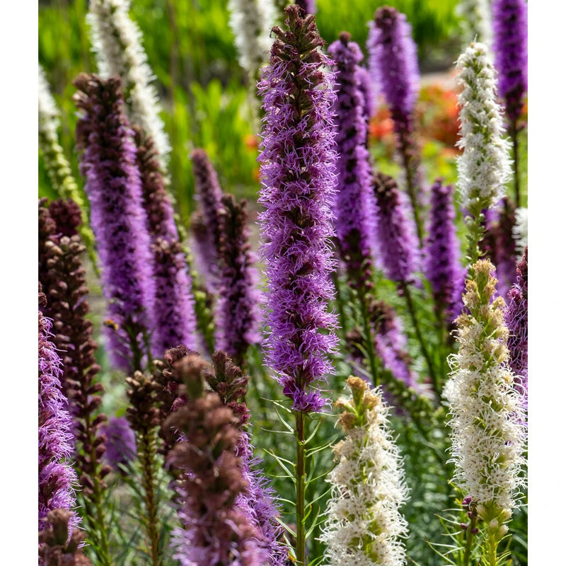Liatris Spicata Mixture (Pack Of 10) 1 Liatris Spicata Mixture (Pack Of 10)