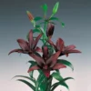 Lilium Asiatic Landini (Pack Of 2)
