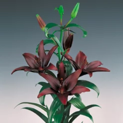 Lilium Asiatic Landini (Pack Of 2)