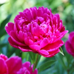 Paeonia Lactiflora Karl Rosenfield (Pack Of 1)