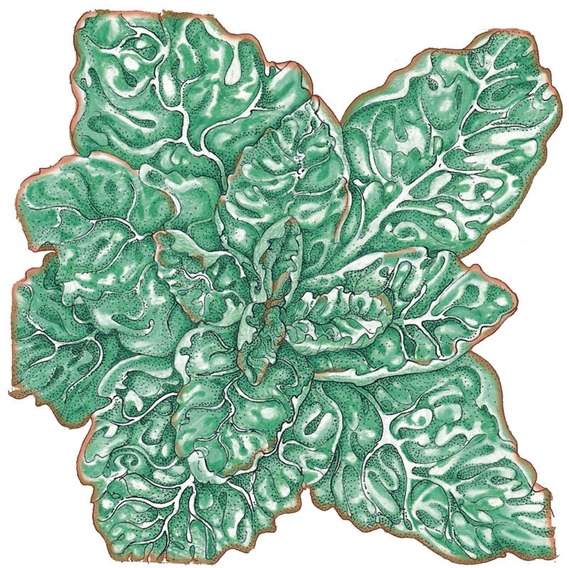 Buttercrunch Lettuce Seeds (Organic) 2 Buttercrunch Lettuce Seeds (Organic) - Image 2