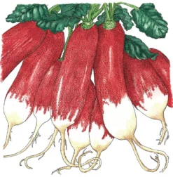French Breakfast Radish Seeds (Organic) -Grow Organic Sales Shop SNV8144 a