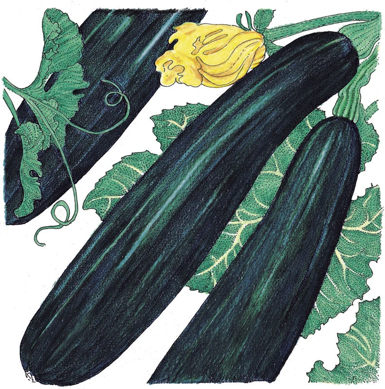 Black Beauty Summer Squash Seeds (Organic) 2 Black Beauty Summer Squash Seeds (Organic) - Image 2