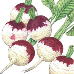 Purple Top White Globe Turnip Seeds (Organic) -Grow Organic Sales Shop SNV8200 a
