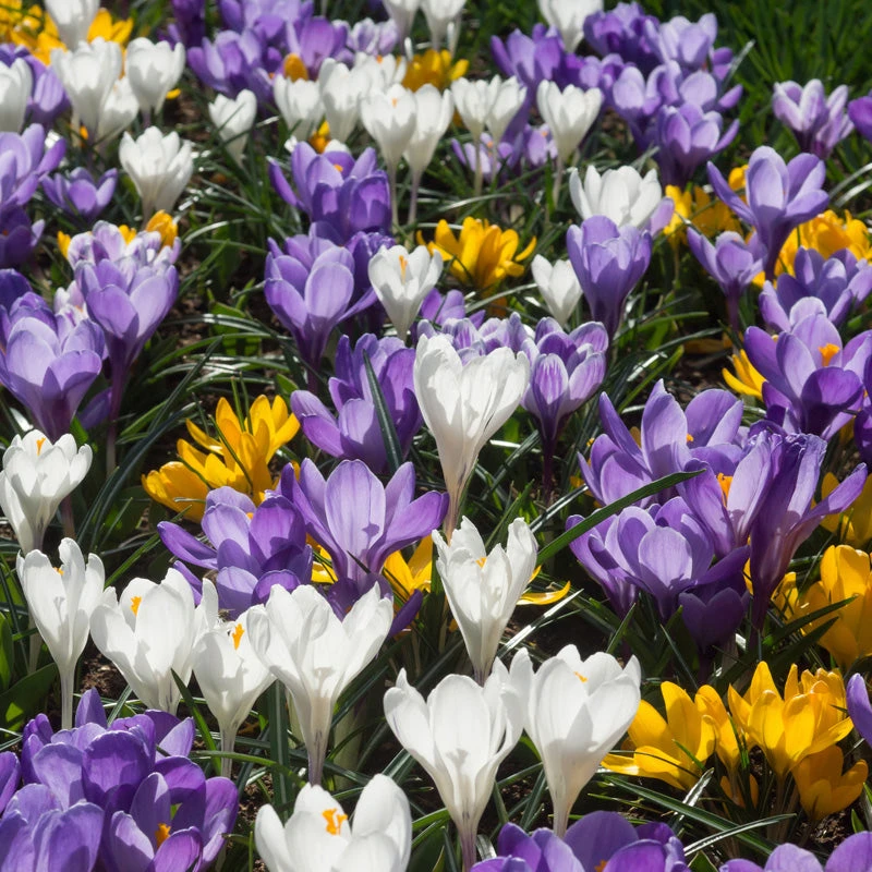 Snow Crocus Bulb Mix (Pack Of 40) 1 Snow Crocus Bulb Mix (Pack Of 40)