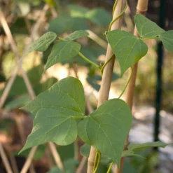 Bamboo Stakes - 10' (Pack Of 10) -Grow Organic Sales Shop bamboo1 a a65f348e ec99 4c9c 89d0 d8e585e411b3