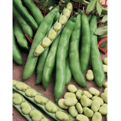 Organic Bean, Fava Broad Windsor (1/2 Lb) -Grow Organic Sales Shop bean fave 1