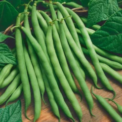 Provider Bush Bean Seeds (Organic) -Grow Organic Sales Shop bean provider