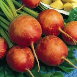 Golden Detroit Beet Seeds (Organic) -Grow Organic Sales Shop beet golden 1